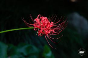 石蒜