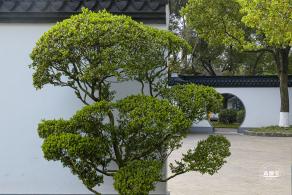 闸北公园