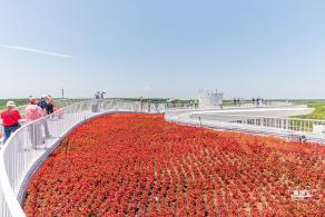 花卉博览会