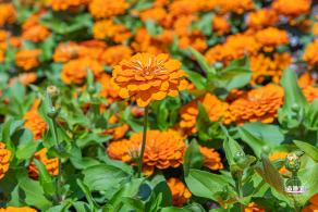 花卉博览会