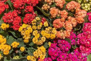 花卉博览会