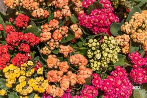 花卉博览会