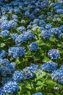 花卉博览会