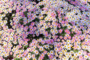 花卉博览会