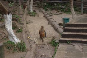 贵阳黔灵山公园