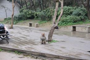 贵阳黔灵山公园
