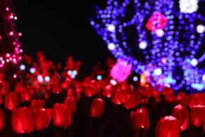 杭州江月园国际灯会