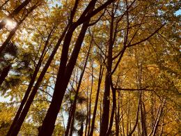 杭州朝晖公园银杏