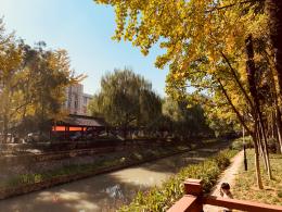 杭州朝晖公园银杏