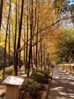 杭州朝晖公园银杏