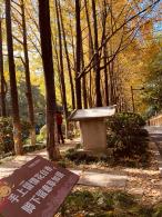 杭州朝晖公园银杏