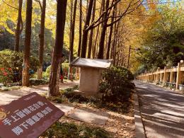 杭州朝晖公园银杏