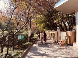 杭州朝晖公园银杏