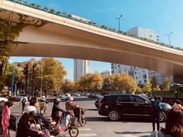 杭州朝晖公园银杏