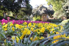 杭州朝晖公园银杏