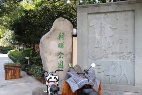 杭州朝晖公园银杏