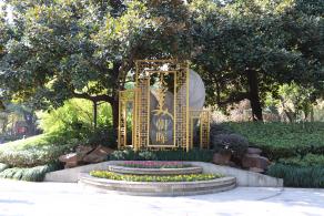 杭州朝晖公园银杏