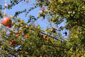 杭州朝晖公园银杏