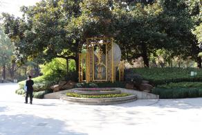 杭州朝晖公园银杏