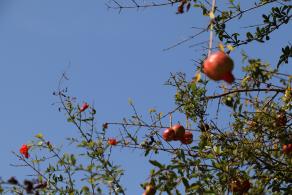 杭州朝晖公园银杏