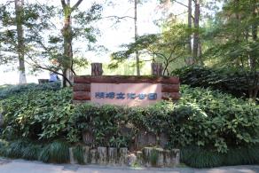 杭州朝晖公园银杏