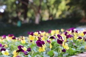 杭州朝晖公园银杏