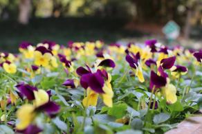 杭州朝晖公园银杏