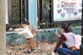 杭州朝晖公园银杏