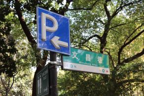 杭州朝晖公园银杏