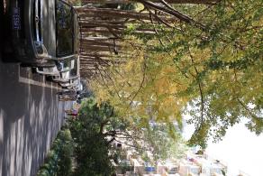 杭州朝晖公园银杏