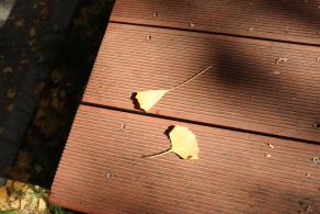 杭州朝晖公园银杏