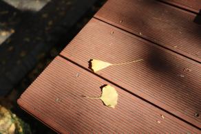 杭州朝晖公园银杏