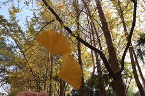 杭州朝晖公园银杏