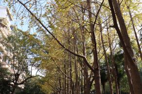 杭州朝晖公园银杏