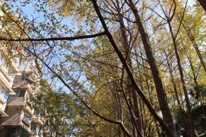 杭州朝晖公园银杏