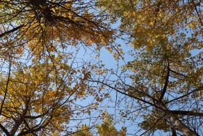 杭州朝晖公园银杏