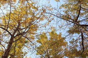 杭州朝晖公园银杏