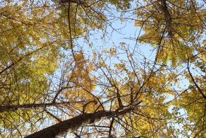 杭州朝晖公园银杏