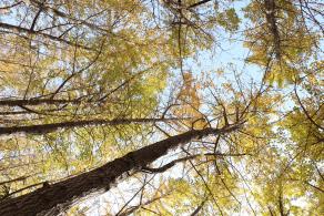 杭州朝晖公园银杏