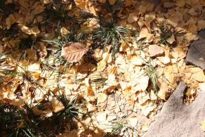 杭州朝晖公园银杏