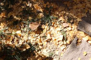 杭州朝晖公园银杏