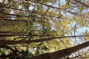 杭州朝晖公园银杏