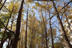 杭州朝晖公园银杏