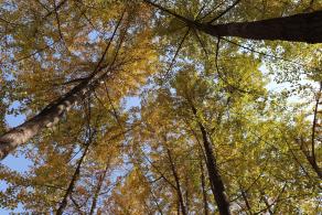 杭州朝晖公园银杏