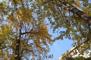 杭州朝晖公园银杏