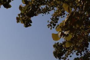 杭州朝晖公园银杏