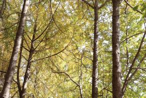 杭州朝晖公园银杏