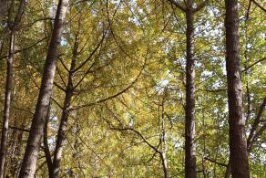 杭州朝晖公园银杏