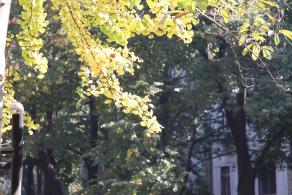 杭州朝晖公园银杏