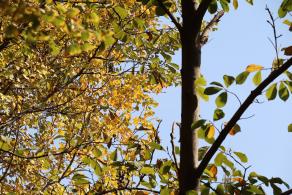 杭州朝晖公园银杏